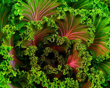 This is What Will Happen When You Eat Kale Every Day